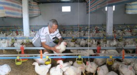 Khởi nghiệp từ 3.000 con gà