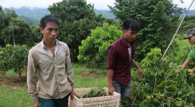 Sơn La quyết tâm xuất khẩu 5.000 tấn nhãn tươi sang Úc, Nhật Bản