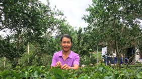 Làm giàu ở nông thôn: Trồng 1ha chè, lãi 100 triệu đồng/năm