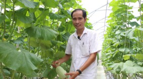Vườn dưa xanh tốt không dùng thuốc của chàng kỹ sư công nghệ