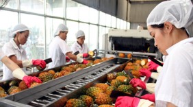 Nhiều cơ hội hợp tác thương mại nông sản Việt – Nhật