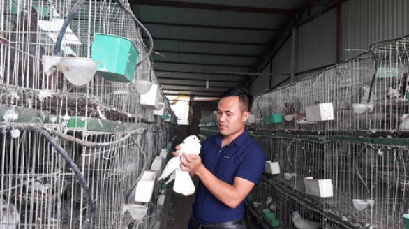 Trai thủ đô đi du học về... nuôi chim bồ câu
