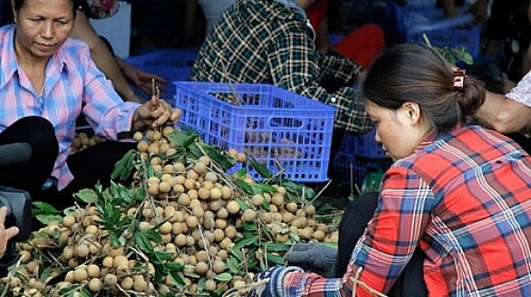 Nhãn muộn Hà Nội sang Mỹ, châu Âu