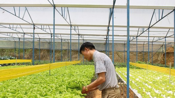 Bỏ mộng gõ đầu trẻ, trồng rau VietGAP thu tiền tỷ mỗi năm