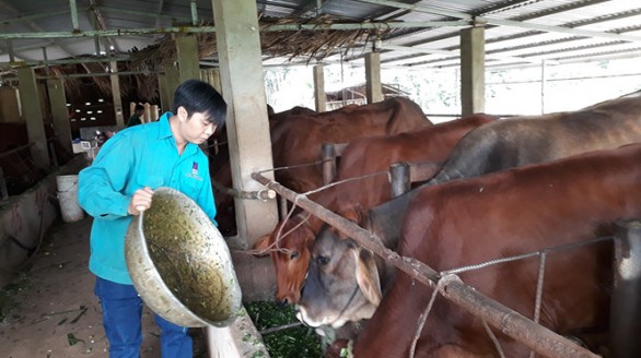 Lập nghiệp thành công với mô hình nuôi bò khép kín