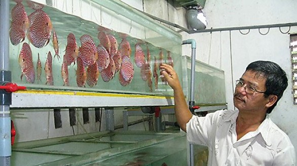 Lập nghiệp thành công từ mô hình nuôi cá kiểng