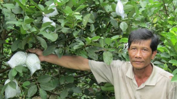 Làm giàu ở nông thôn: Thành tỷ phú từ giống ổi