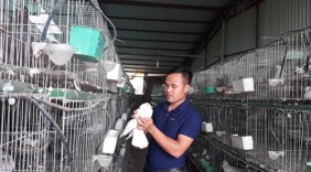 Trai thủ đô đi du học về... nuôi chim bồ câu
