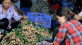 Nhãn muộn Hà Nội sang Mỹ, châu Âu