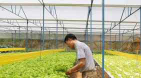 Bỏ mộng gõ đầu trẻ, trồng rau VietGAP thu tiền tỷ mỗi năm