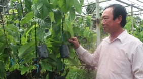 Kiếm lời tiền tỉ từ sản xuất cây giống