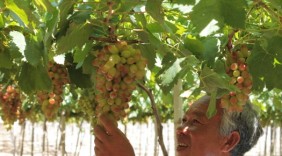 Lễ hội nho và vang Ninh Thuận 2018, tôn vinh người trồng nho của địa phương