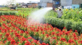 Đồng Tháp giúp nông dân liên kết và tiêu thụ sản phẩm