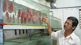 Lập nghiệp thành công từ mô hình nuôi cá kiểng