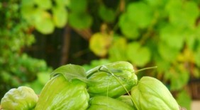 Công dụng của quả su su