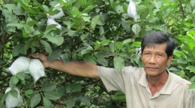 Làm giàu ở nông thôn: Thành tỷ phú từ giống ổi 