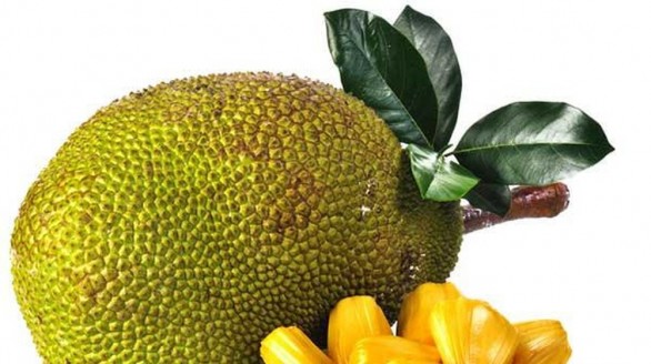 Cây mít cho nhiều vị thuốc hay