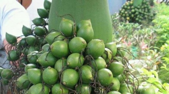 Tác dụng chữa bệnh của quả cau