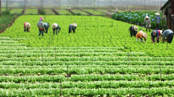 Sản xuất nông nghiệp phải gắn với tiêu thụ nông sản