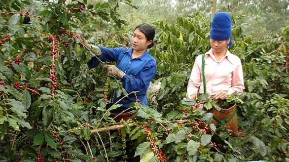 Định vị thương hiệu cho cà phê Sơn La