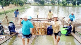 Giàu tiềm năng xuất khẩu cá tra