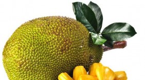 Cây mít cho nhiều vị thuốc hay