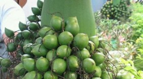 Tác dụng chữa bệnh của quả cau