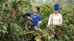 Định vị thương hiệu cho cà phê Sơn La