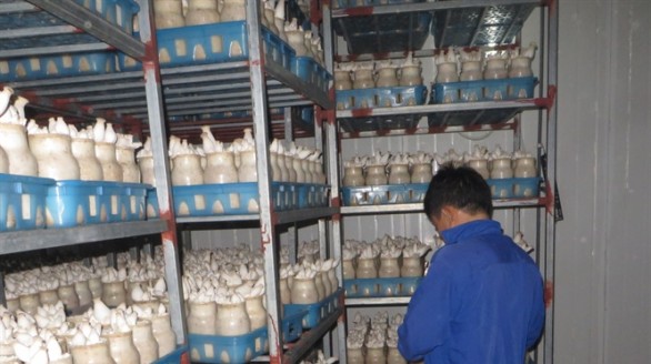 Ba anh em khởi nghiệp bằng nấm 'đùi gà' sau nhiều năm học nghề ở xứ Hàn