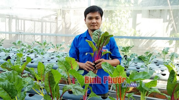 Kỹ sư trẻ khởi nghiệp với nghề trồng rau thủy canh