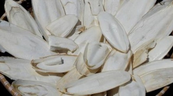 Dùng mai mực để làm thuốc