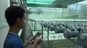 Khởi nghiệp từ trồng rau thủy canh bằng điện thoại thông minh