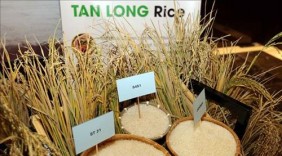 Định vị giá trị và hình ảnh cho sản phẩm gạo Việt Nam