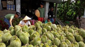 Thêm 7 loại củ quả của Việt Nam được mở cửa vào Trung Quốc