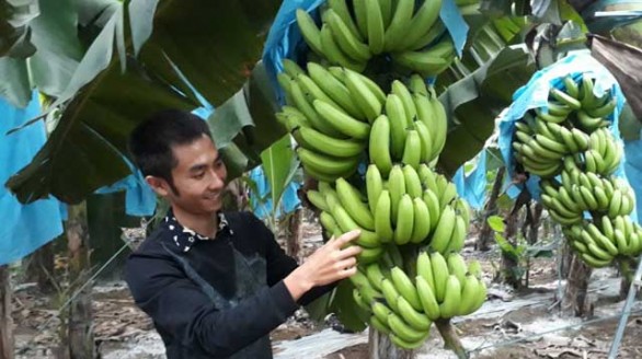 Khởi nghiệp thành công từ mô hình trồng chuối cấy mô