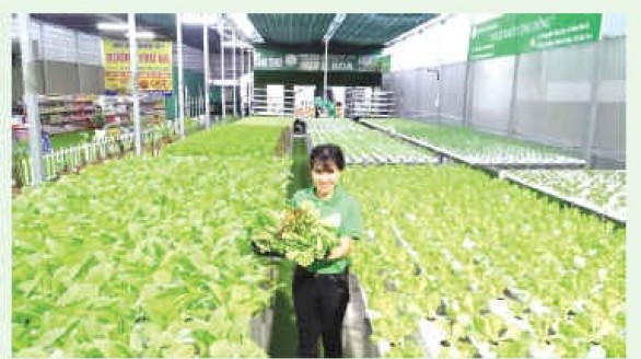 Khởi nghiệp thành công từ rau thủy canh