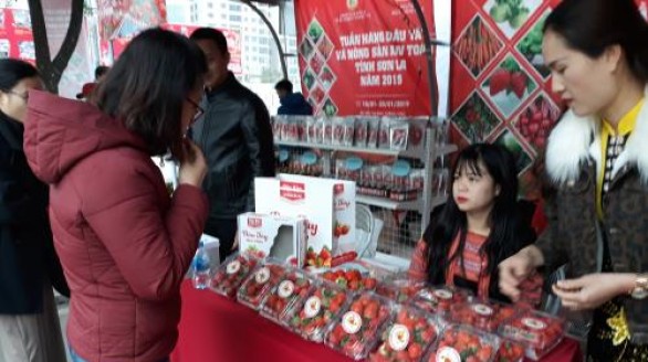Tuần hàng dâu tây Sơn La tại Hà Nội