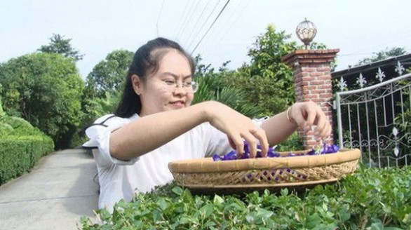 Cô giáo 9X chọn hoa làm trà để khởi nghiệp