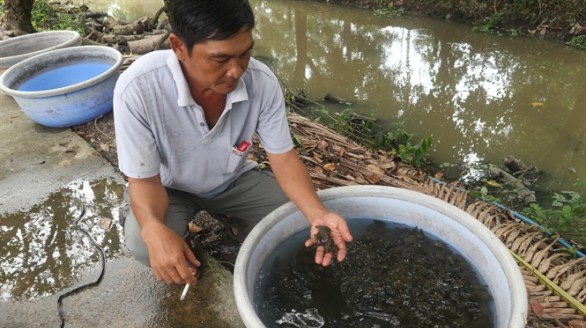 Câu chuyện khởi nghiệp thành công từ nuôi ba ba, thu 2 tỷ/năm
