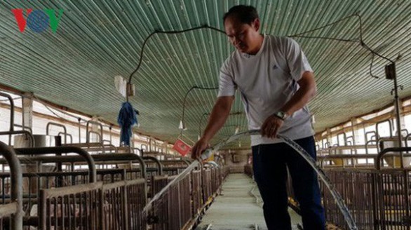 Anh kế toán khởi nghiệp thành công từ niềm đam mê nuôi heo