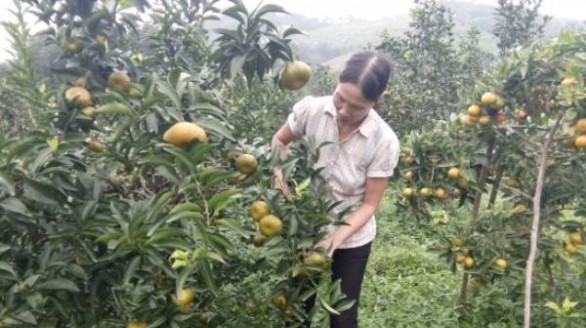 Làm giàu từ cây cam trên huyện đảo Vân Đồn