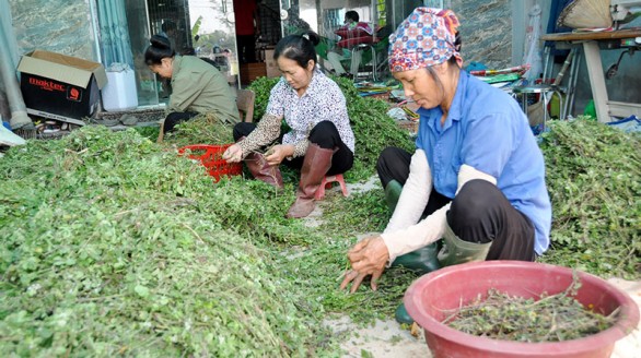 Kỹ sư 8X lập khởi nghiệp thành công nhờ trồng