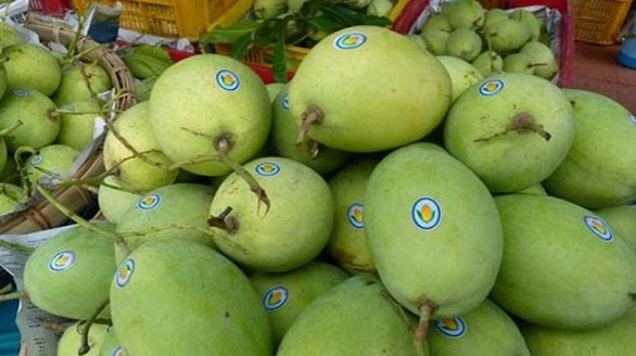Xoài Việt chính thức vào Hàn Quốc