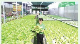 Khởi nghiệp thành công từ rau thủy canh