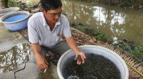 Câu chuyện khởi nghiệp thành công từ nuôi ba ba, thu 2 tỷ/năm