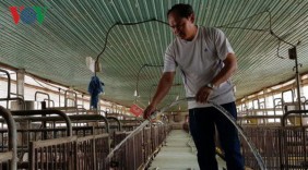 Anh kế toán khởi nghiệp thành công từ niềm đam mê nuôi heo