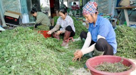 Kỹ sư 8X lập khởi nghiệp thành công nhờ trồng 