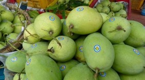 Xoài Việt chính thức vào Hàn Quốc