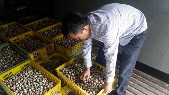 Khởi nghiệp thành công với nghề nuôi chim cút, thu hơn 2tỷ/năm