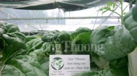 9X nghỉ việc tại ngân hàng để khởi nghiệp với rau sạch